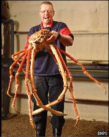 Funcionário do aquário de Birmingham com o 'crabzilla'