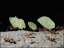 Formigas (arquivo)