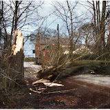 Tree0001_sized.jpg