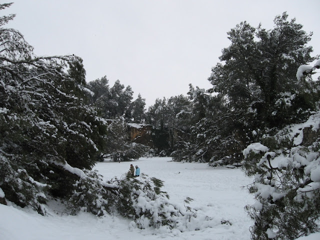 photo%20neige%208%20mars%202010%20vegetation%20%281%29.jpg
