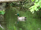 DSC00606.JPG