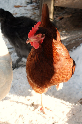 HennyPenny