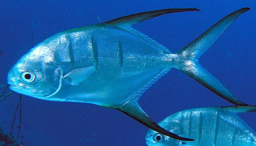 Pampo galhudo