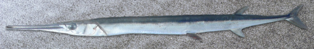 agulhão
