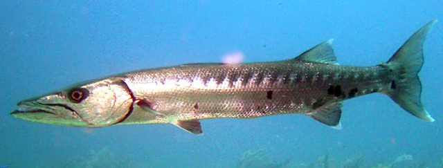 Barracuda