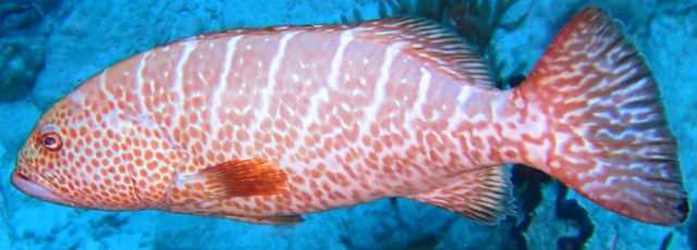 Badejo tigre