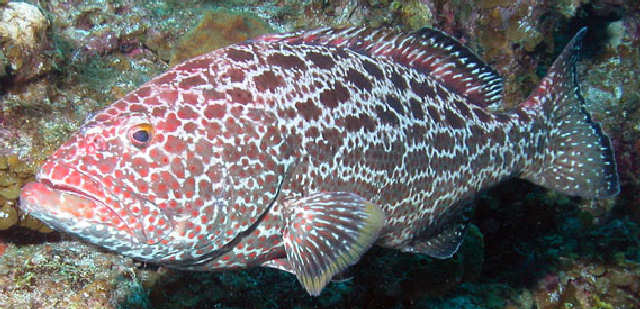 Badejo ferro