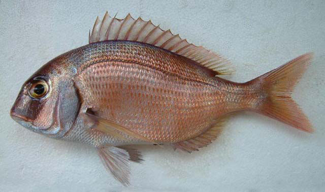 Pargo rosa