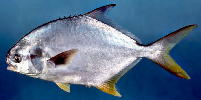 Pampo cabeça mole