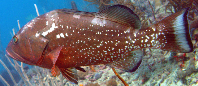 Garoupa São Tomé