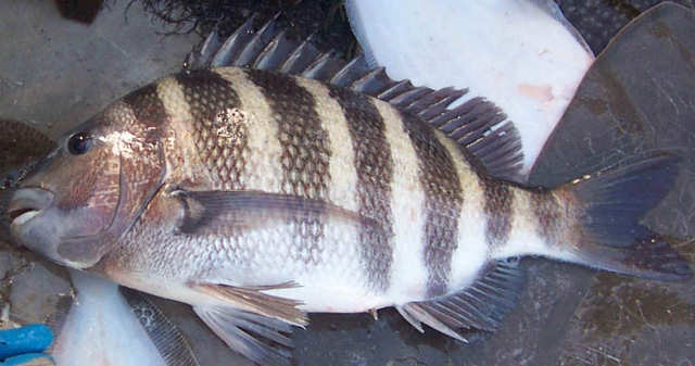 Sargo de dente