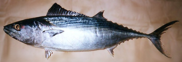 Bonito serrinha