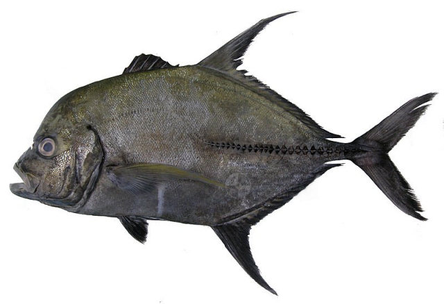 Xaréu preto