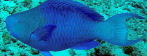 Papagaio azul