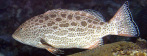 Badejo ferro
