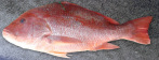 Pargo verdadeiro
