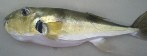 Baiacu arara