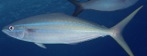 Arabaiana azul