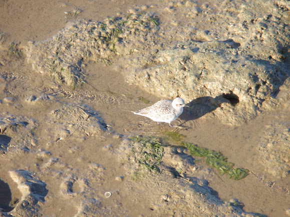 Spotting Image 1