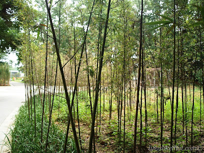 guilin, seven star park