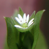 macro