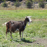 2008-08-23 harley goat farm