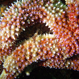 2008-11-15 mcabee beach