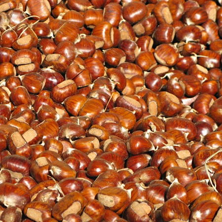 [castagne[8].jpg]