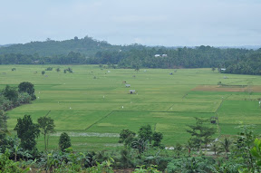  &ndash; Hamparan Sawah yang dikepung areal pertambangan batubara di Kutai Kartanegara