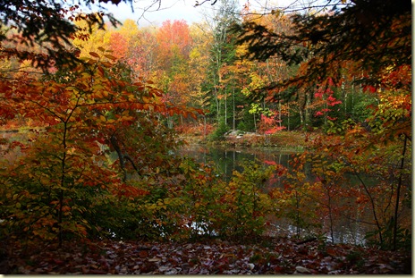fall-foliage-colors-forest-lake