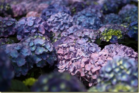 purple-hydrangea-blue