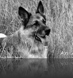 Ari Dogza Ari Dogza