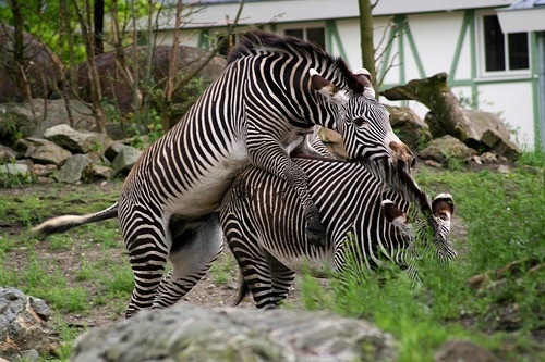 19-Amazing-Animals-Captured-While-Making-Love-015