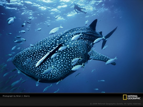 [Whale-Shark[4].jpg]