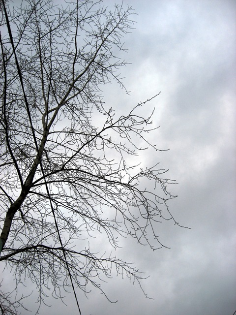 [tree_against_grey_sky[7].jpg]