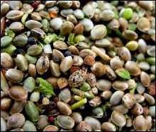 [hempseeds[2].jpg]