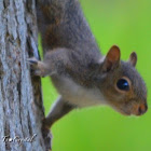Eastern Gray Squirrel