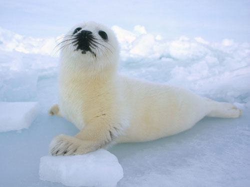 Harp seal. ecofuture.net