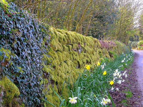 Wall in Beeston, Cheshire, England - April 2007. This wall amazed me - the dark green ivy on the left side, the lighter green shade moss covered centre section of wall, yellow and white flowered daffodils at the base of the wall covering rotting leaf litter, the thin tree trunks - all so much detail! Uploaded on April 14, 2007 by SaffyH via flickr