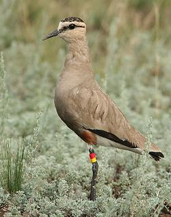 A Critically Endangered sociable lapwing (Photo courtesy AEWA)