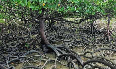 Mangroves are some of the areas most vulnerable to climate change, as a new study by the Carnegie Instuttion in California reveals the rapid movement of global warming across the world. Photograph: Corbis