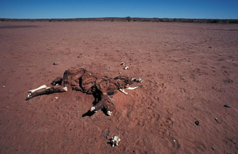 Drought in northern Simpson Desert, Central Australia. Photo: Mike Gillam
