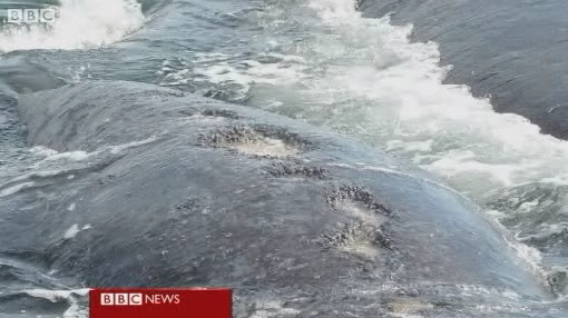Scars on a Southern right whale from repeated seagull attacks. BBC
