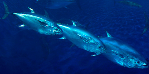 Pacific bluefin tuna. Monterey Bay Aquarium