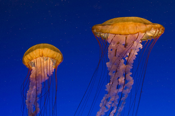Jellyfish. Photo: iStock / Klaas Lingbeek van Kranen