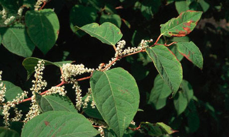 Japanese knotweed, a damaging and invasive species in the UK. Photograph: David T. Grewcock / Corbis