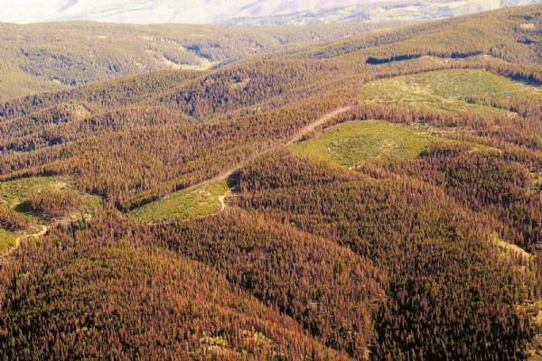 The rusty red color in this photo from July 2007 indicates pine trees killed by beetles near Granby. The U.S. Forest Service says the tree-killing beetles have infested another 500,000 acres of pine trees in Colorado and Wyoming. Photo by AP file