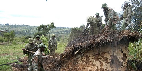 Kenya Forestry Service guards demolish the house of a Mau forest settler family. 