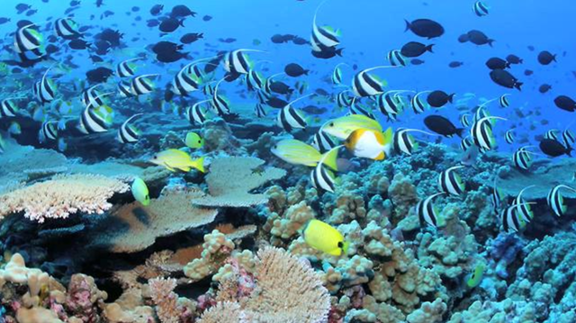 Video: Antarctic marine biologist Jim McClintock, Ph.D., professor in the University of Alabama at Birmingham (UAB) Department of Biology discusses ocean acidification.