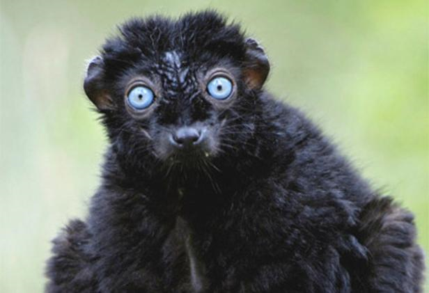 The 'stunningly beautiful, but a bit stupid' blue-eyed black lemur. ALAMY